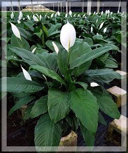 White peace lily flower among dark green leaves in a greenhouse