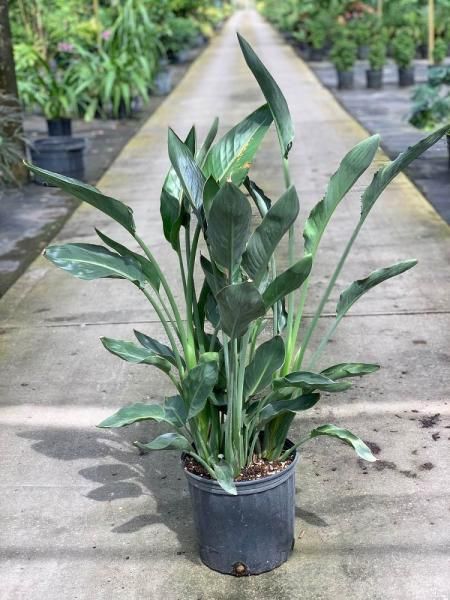 Potted green houseplant with long leaves on a concrete path in a plant nursery
