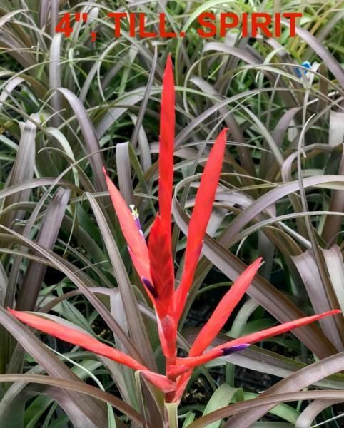 Red bromeliad plant amid green-and-white variegated foliage with “TILL SPIRIT” text at the top