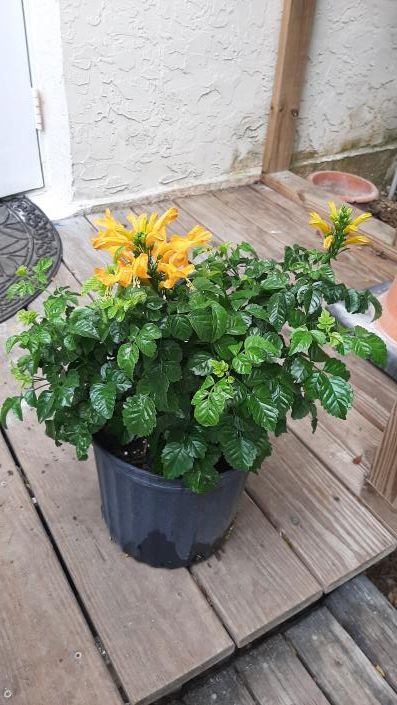 Potted green plant with yellow flowers on a wooden deck by a white wall