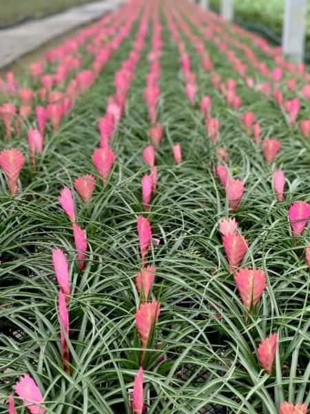 Rows of pink flowers in a field of green foliage, viewed from low angle