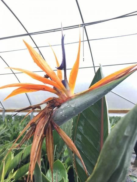 Orange bird-of-paradise flower in a greenhouse, with long green leaves and a white arched ceiling.