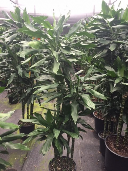 Rows of tall green potted plants in a greenhouse or nursery aisle