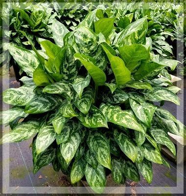 Lush green variegated houseplant with glossy leaves in a pot, viewed from above
