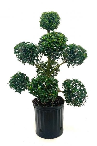 Potted topiary plant with round green foliage shaped like a cross on a white background