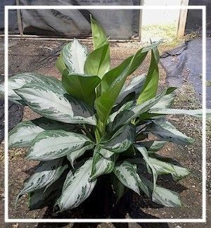Variegated green and silver houseplant in a white border frame outdoors