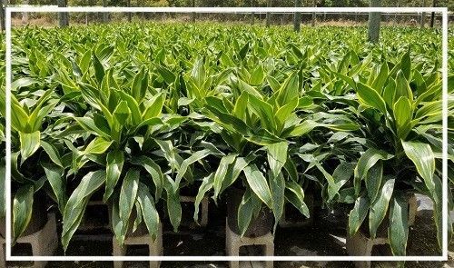 Rows of lush green potted plants growing in a nursery or greenhouse