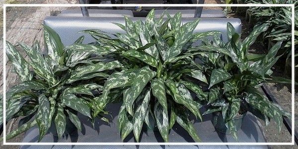 Variegated green houseplant with silver-striped leaves in a planter outdoors