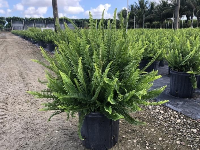 Potted fern in a plant nursery aisle, with rows of green ferns and gravel ground nearby