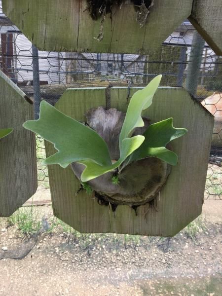 Staghorn fern mounted on a wooden plaque in a greenhouse, with green fronds and antler-like leaves.