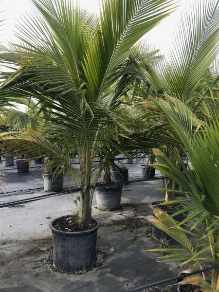 Potted young palm trees in a nursery, with green fronds and black plastic pots.