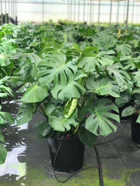 Potted monstera plants in a greenhouse, with glossy green leaves arranged in rows.