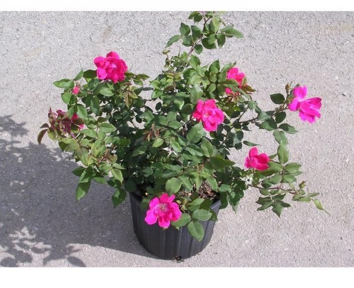 Potted rose bush with bright pink flowers on a concrete surface