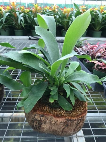 Green leafy potted plant in a coconut shell planter on a metal shelf, with flowers blurred in the background
