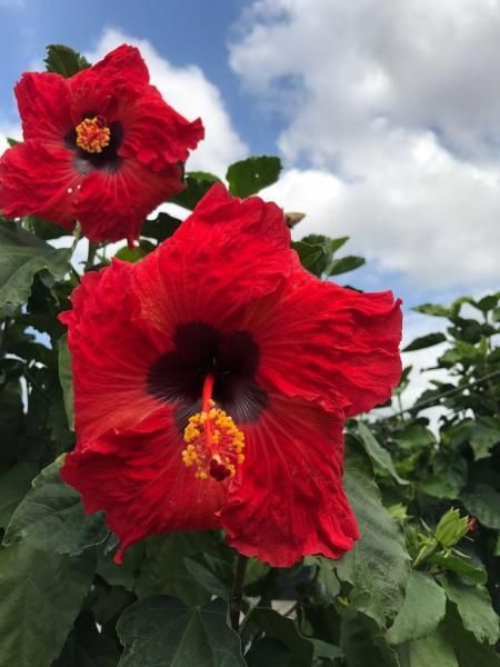 Bright red hibiscus flowers against green leaves and a cloudy sky