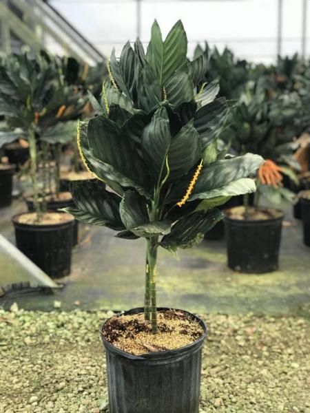 Potted tropical plant with dark green leaves in a greenhouse nursery