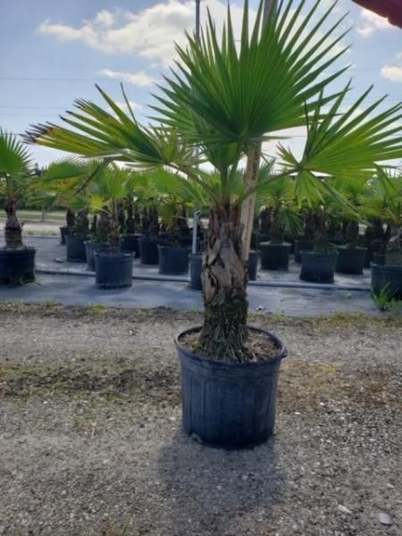 Potted palm tree in a nursery with rows of similar plants under a cloudy sky