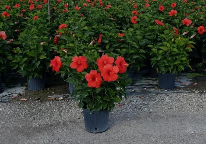 Potted red hibiscus flowers displayed outdoors on a gravel surface