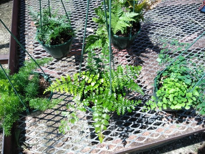 Potted green plants on a metal mesh patio table in bright sunlight
