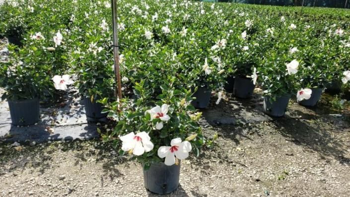 White flowering shrubs in black pots lined up in a nursery row under bright sunlight
