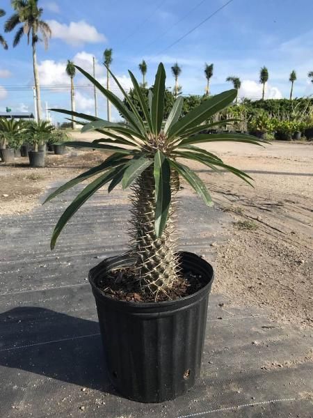 Potted spiky succulent with long leaves in a black nursery pot outdoors on a sunny day