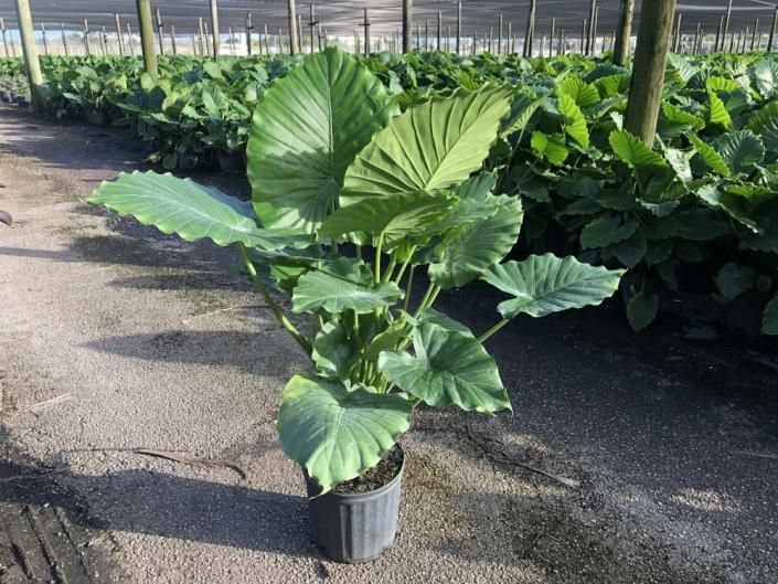 Potted tropical plant with large green leaves in a nursery aisle