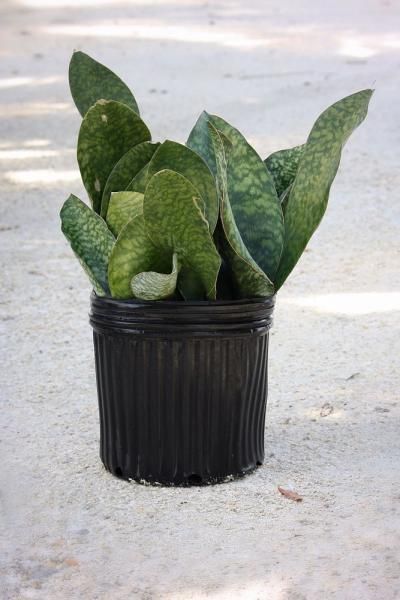 Small snake plant in a black plastic nursery pot on a light surface