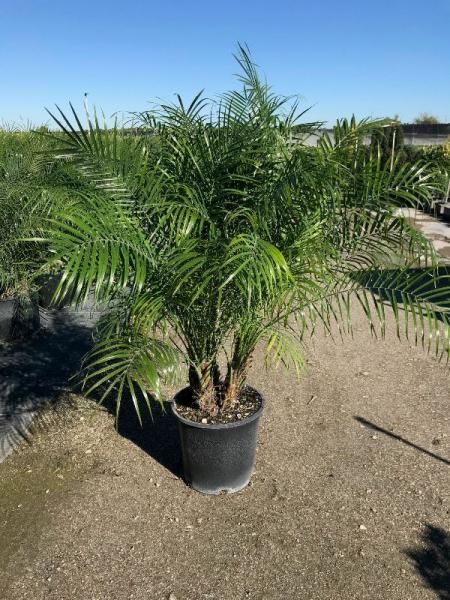 Potted palm plant with green fronds outdoors on a gravel surface under a clear sky
