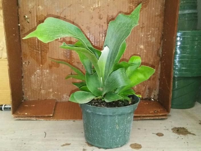 Small green potted plant with broad leaves on a table in front of a wooden backdrop.