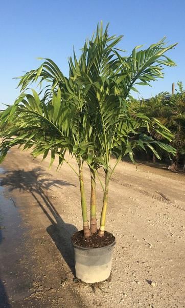 Potted palm tree in a nursery, with green fronds and a dirt path under a blue sky.