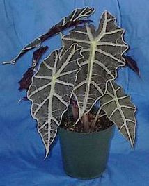 Potted Alocasia with dark green leaves and bold white veins against a blue background