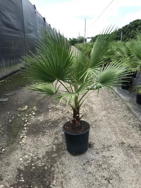 Potted fan palm plant on a gravel path in a nursery outdoors