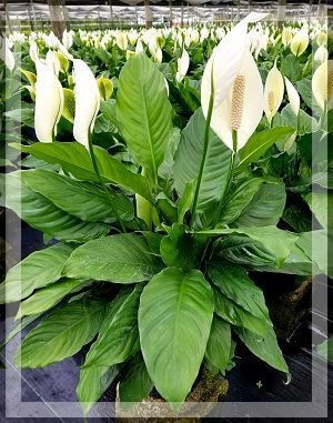 Peace lily plants with white blooms in a greenhouse nursery
