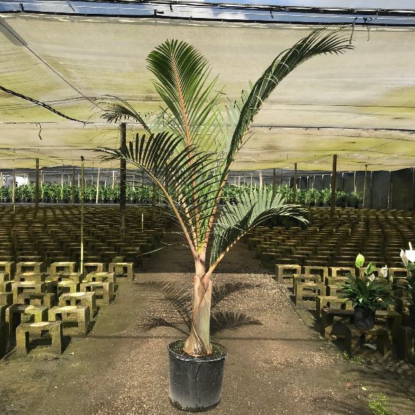 Potted palm centered in a shaded greenhouse nursery with rows of small plant containers in the background