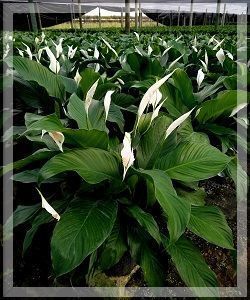 Lush green hosta plants with white flowers growing in a greenhouse nursery