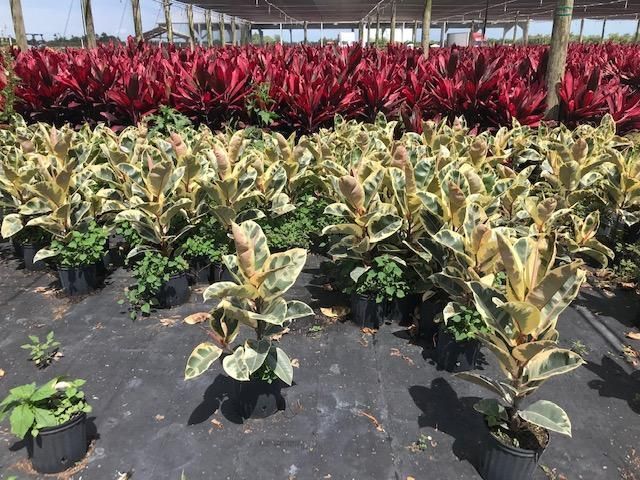 Rows of potted ornamental plants in green, cream, and red at a nursery under a shaded structure