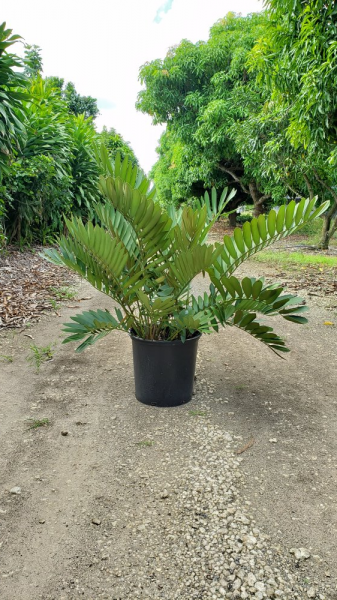 Potted cycad plant on a dirt path, surrounded by lush green trees in a garden setting