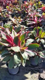 Potted ornamental plants with red, green, and white variegated leaves displayed outdoors in a nursery