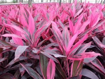 Vibrant pink ornamental plants with narrow leaves in a garden bed