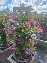 Flowering potted plant with pink blossoms on a patio garden, framed by a wooden trellis