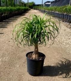Potted ponytail palm in a nursery, with a bulbous trunk and long green leaves.