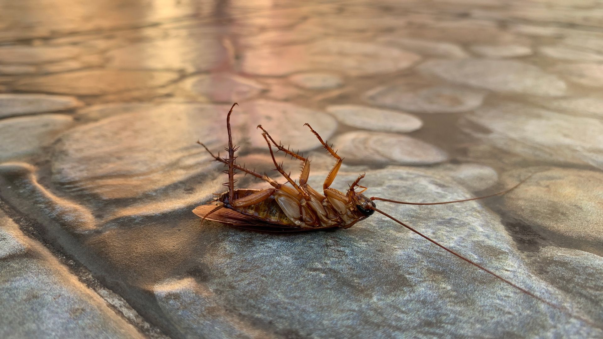 A cockroach is laying on its back dead after pest control services.