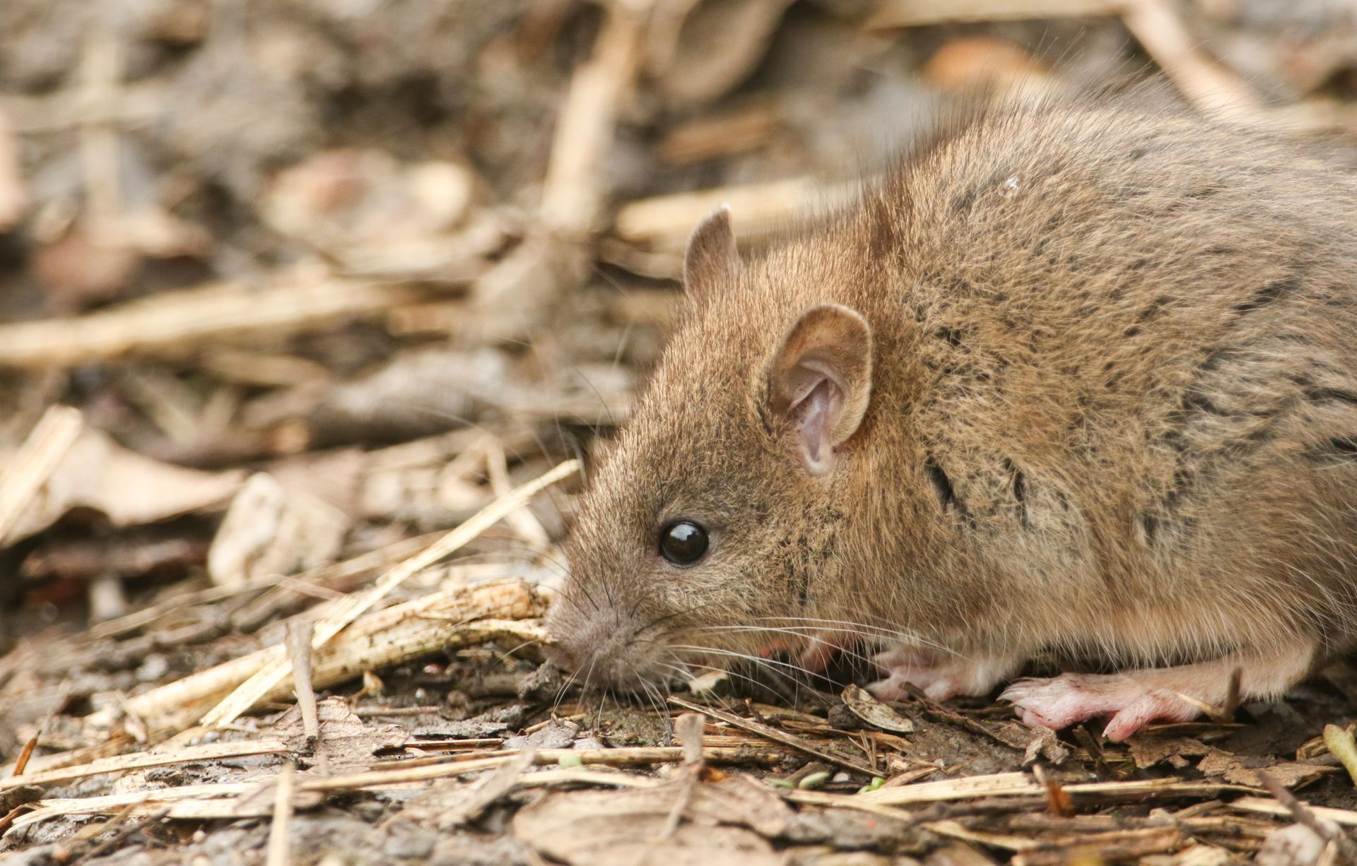 A close up of a mouse laying on the ground.