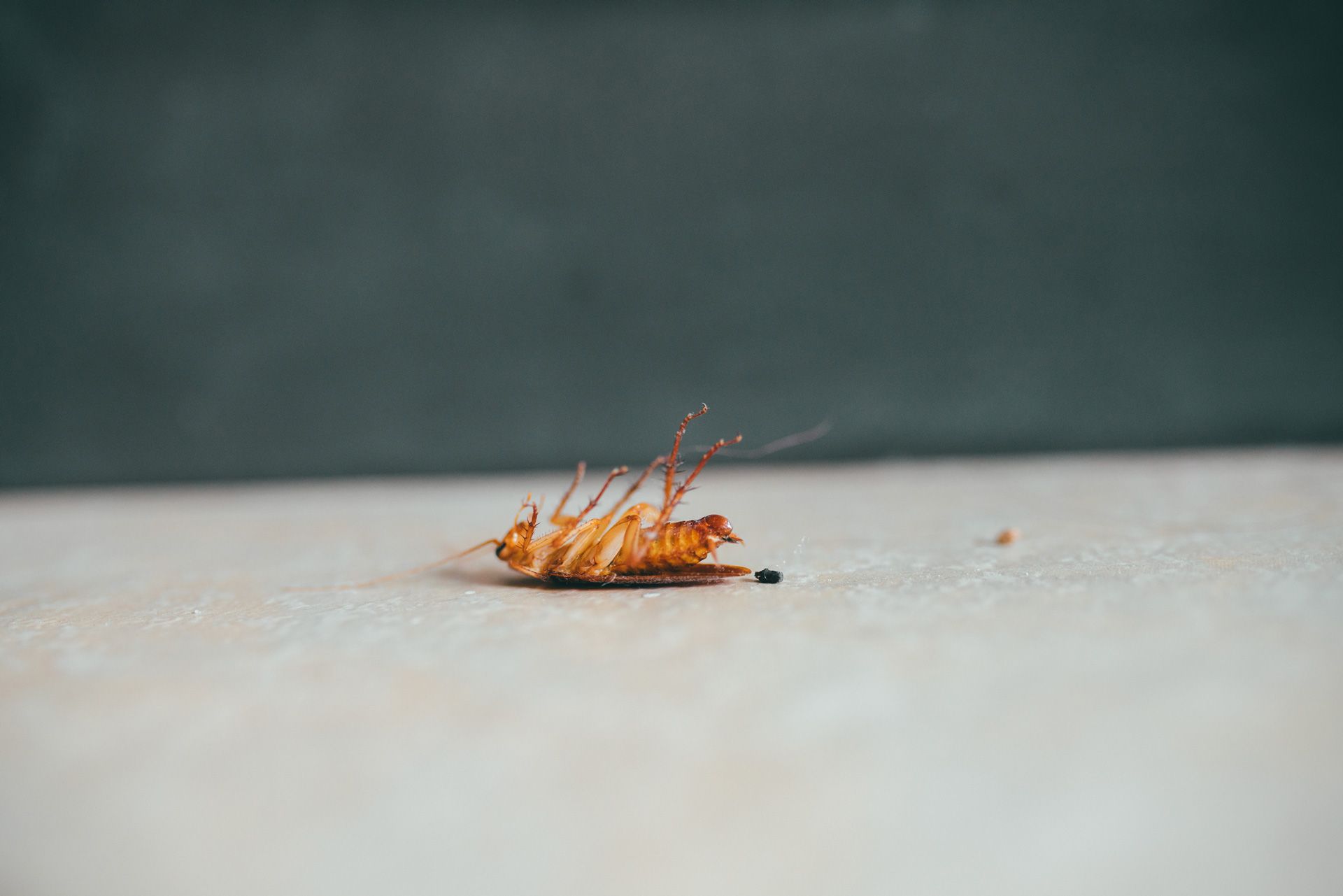 Dead Cockroach | Newcastle, NSW | Impact Pest Control