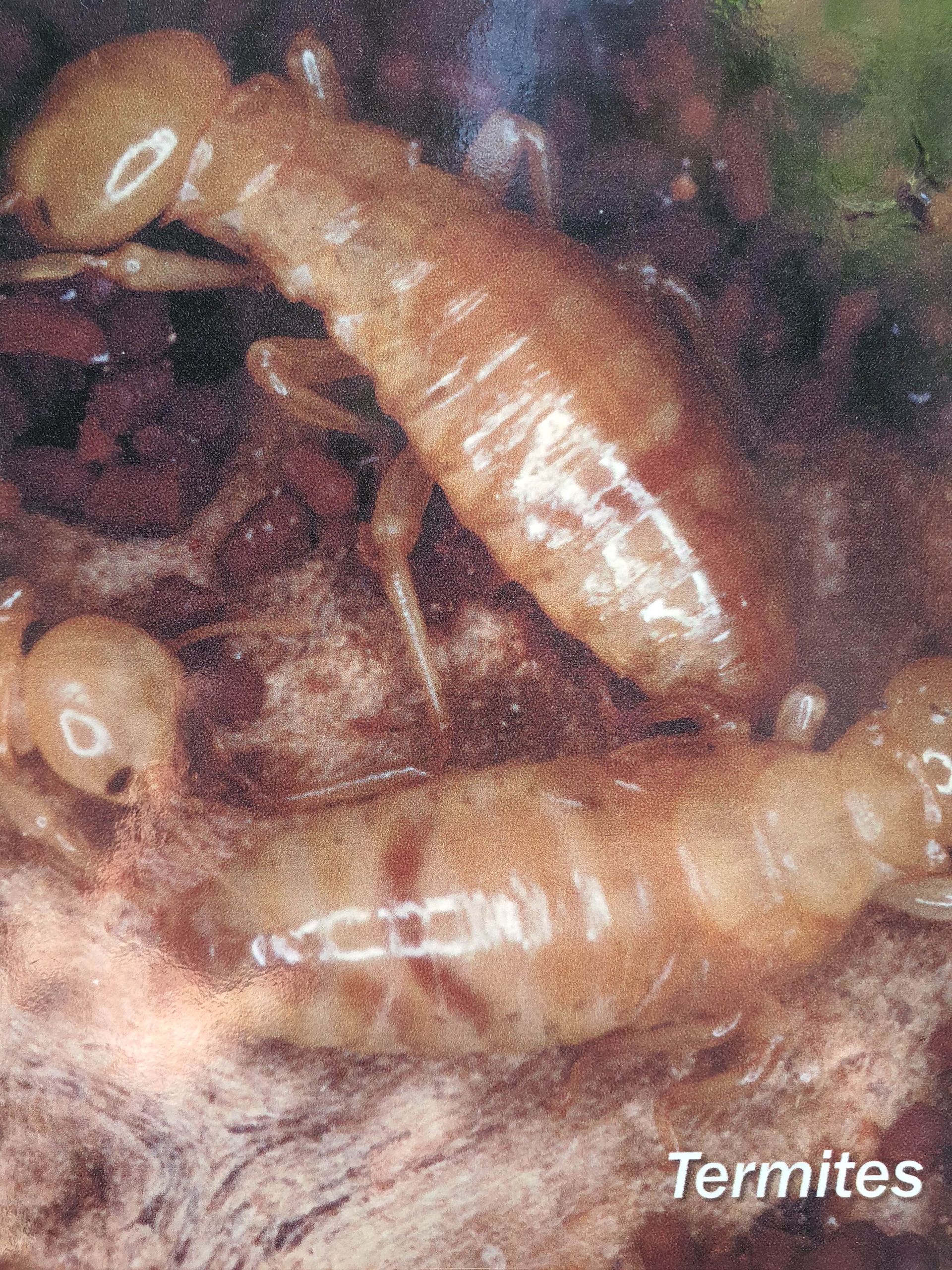 A close up of termites crawling on a piece of wood.