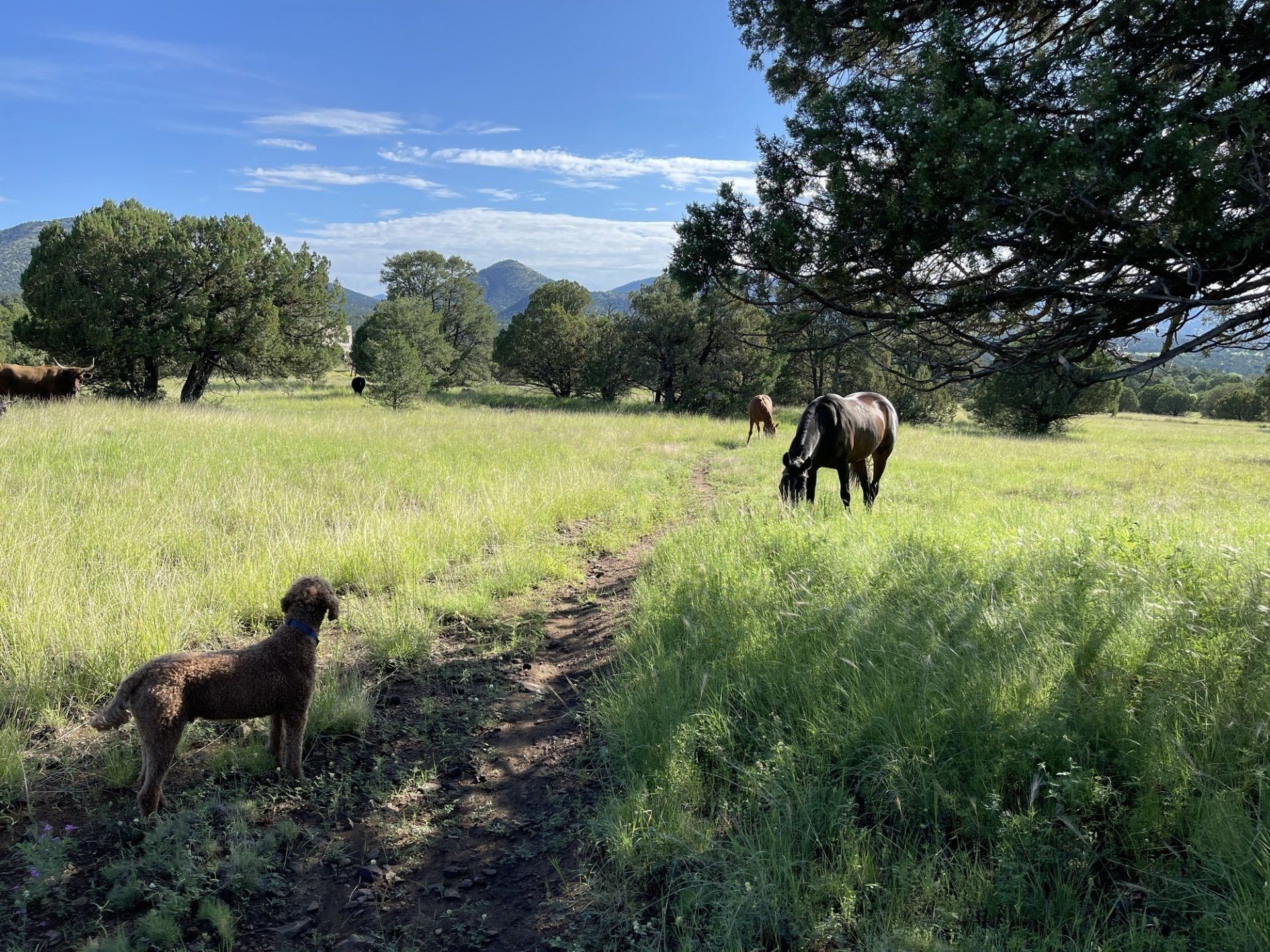 A dog is standing in a grassy field next to a horse.
