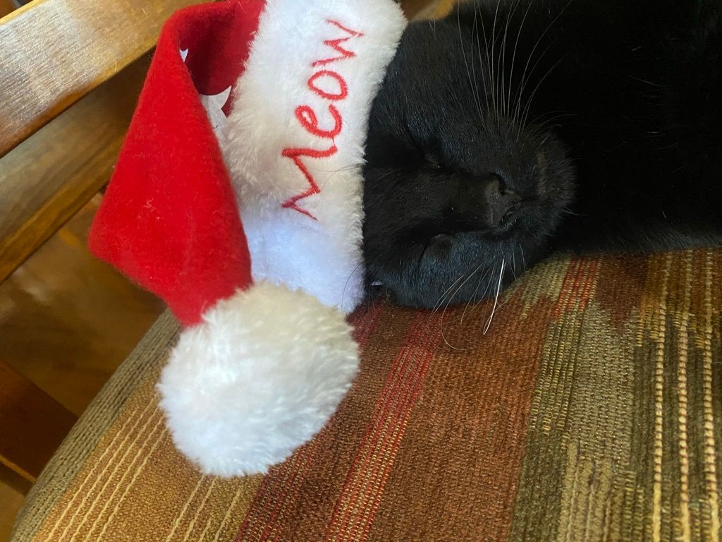 a black cat wearing a santa hat is sleeping on a chair .