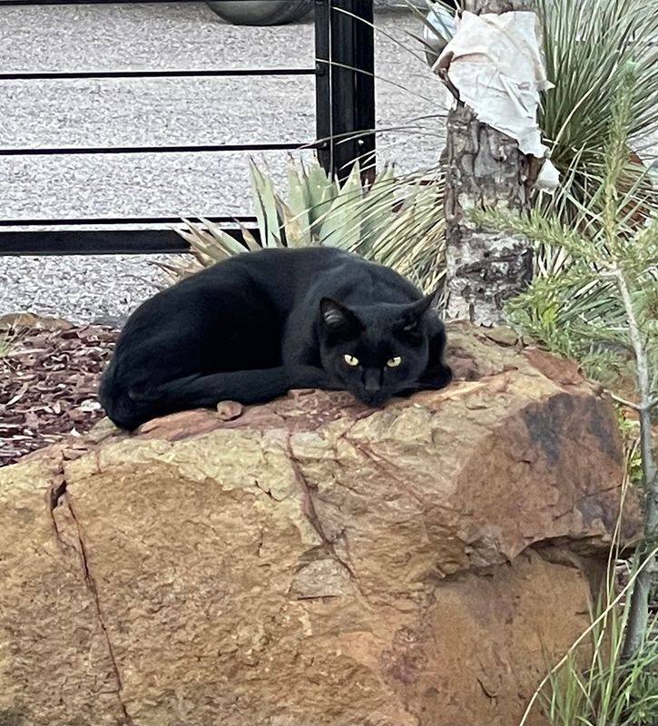 cat laying on rock