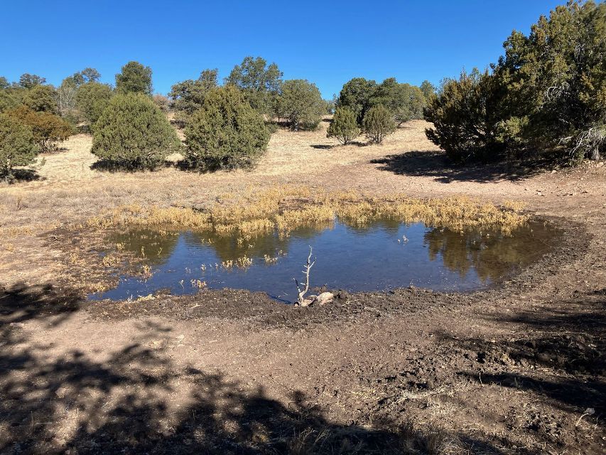 A small pond in the middle of a field with trees in the background.