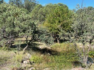 A small pond surrounded by trees and rocks in the middle of a forest.